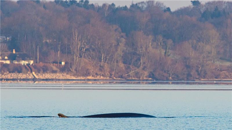 Große Wale sind seltene Besucher in der Ostsee.