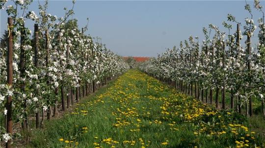 Großer Gegensatz: Der Glyphosat behandelte Baumstreifen im Frühjahr in einer Plantage im Alten Land, die Fahrgasse ist unbehandelt.