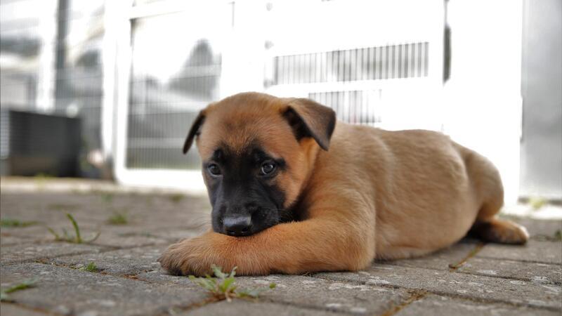 Großes Vorbild für die Kleinen: Die ersten Schritte auf dem Weg zum Diensthund hat „Don“ bereits lange hinter sich. Nun wird der Dreijährige ein Dualhund.