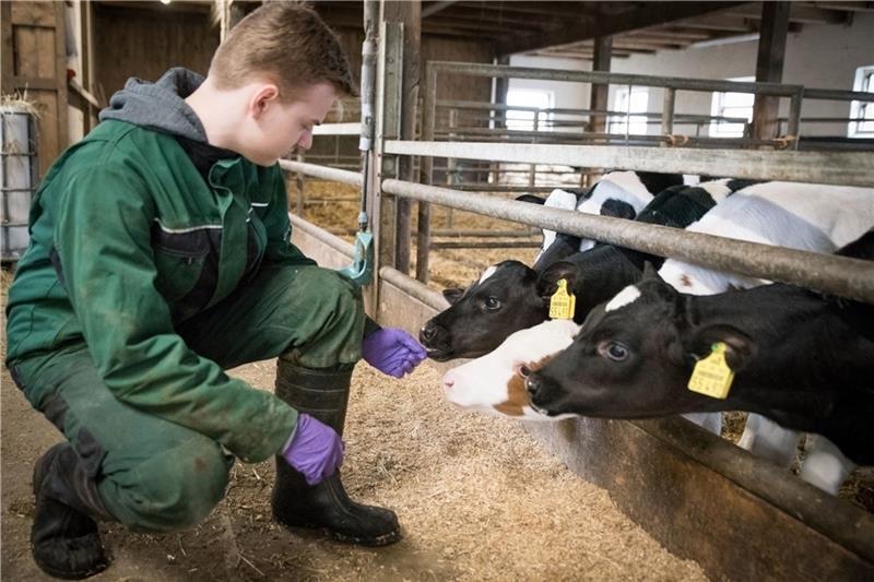 Grüne Berufe sind nach wie vor gefragt: Viele junge Leute sind an einer Ausbildung – zum Beispiel auf einem Milchviehbetrieb – interessiert. Foto: LWK