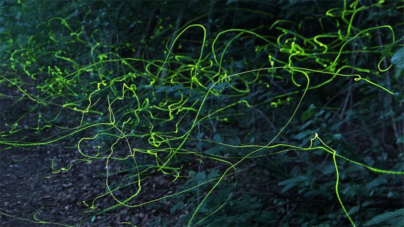 Grüne Leuchtspuren im Wald - Glühwürmchen unterwegs