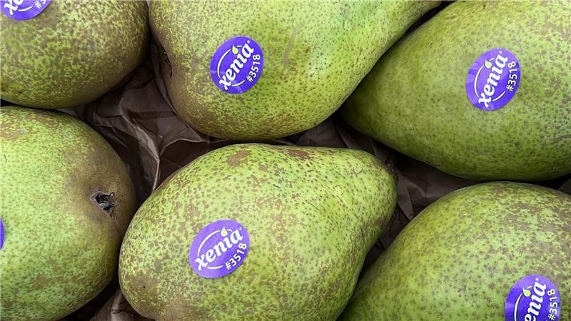 Grüne Xenia-Birnen mit Logo.