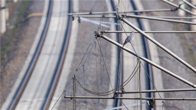 Grund für die Evakuierung war eine heruntergerissene Oberleitung. (Symbolbild)