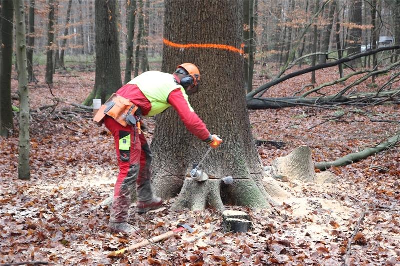 Nachschub beim Holz: Laubbäume im Rüstjer Forst werden gefällt Grundsätzlich werden alle Pflege- und Holzerntearbeiten in Übereinstimmung mit der Nutz-Schutz- und Erholungsfunktion des Waldes durchgeführt. Gut ausgebildete Forstwirte führen die Arbeiten durch, damit der verbleibende Bestand geschont wi