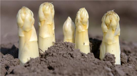 Günstige Alternative: Der Spargel-Anbau gelingt auch im eigenen Garten.