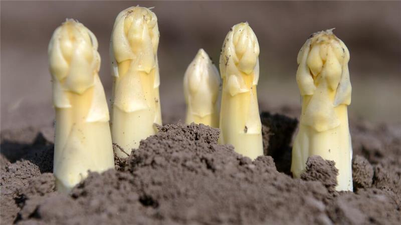So bauen Sie Spargel im Garten selber an Günstige Alternative: Der Spargel-Anbau gelingt auch im eigenen Garten.