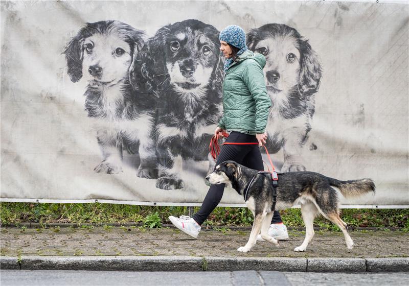 Hamburg erzielt Rekordeinnahmen durch "Pandemie-Hunde" Günstiger Zeitpunkt? Als die Pandemie ausbrach, erfüllten sich viele Menschen ihren Wunsch nach einem eigenen Hund. Foto: Frank Rumpenhorst/dpa-tm