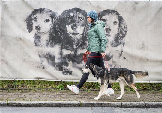 Günstiger Zeitpunkt? Als die Pandemie ausbrach, erfüllten sich viele Menschen ihren Wunsch nach einem eigenen Hund. Foto: Frank Rumpenhorst/dpa-tm