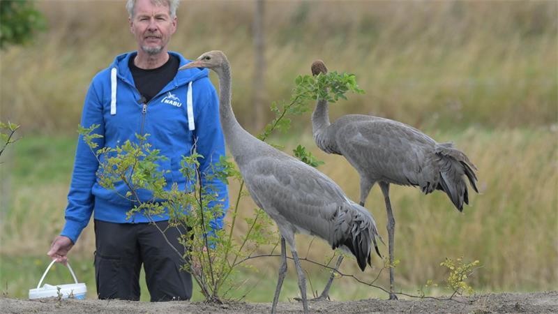 Kraniche: Vogelgrippe-Effekt wegen Trockenheit teils unklar Günter Nowald ist nicht nur Geschäftsführer der Gesellschaft Kranichschutz Deutschland. Seit neuestem kümmern sich er und sein Team des NABU-Erlebniszentrums Kranichwelten in Günz um zwei Jungvögel, die auf Menschen fehlgeprägt wurden. (Archivbild)