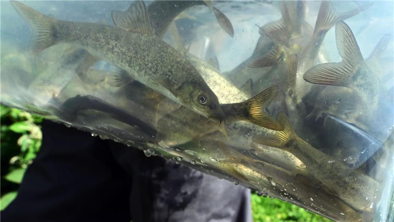 Guido Weltrich vom Fischereiverein Saalfeld-Süd trägt einen Behälter mit kleinen Barben zur Saale.