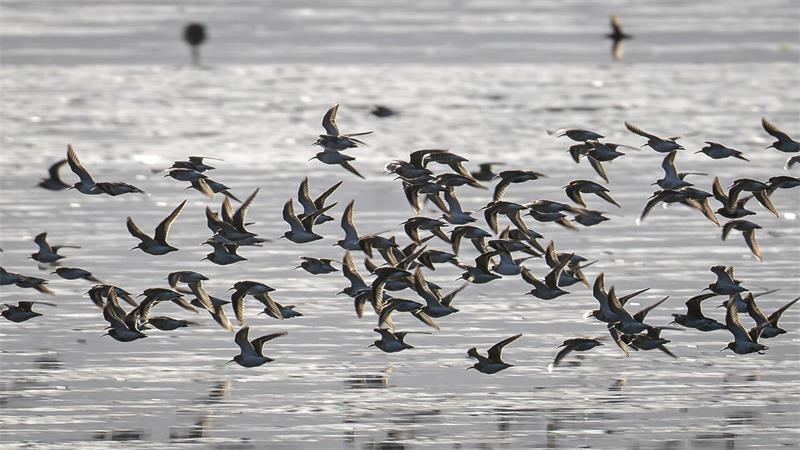 Gut 10 Millionen Vögel nutzen den einmaligen Naturraum an der Nordseeküste, um sich für ihre Reise zu stärken. (Archivbild)