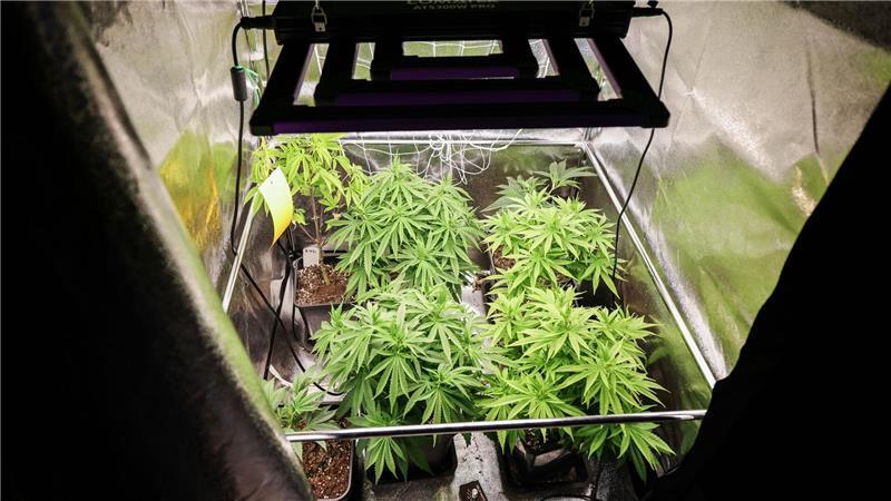 Gut 255 Kilogramm Marihuana und Haschisch haben Anbauvereinigungen in Hamburg und Schleswig-Holstein im vergangenen Jahr geerntet. (Symbolbild)