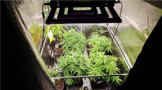 Gut 255 Kilogramm Marihuana und Haschisch haben Anbauvereinigungen in Hamburg und Schleswig-Holstein im vergangenen Jahr geerntet. (Symbolbild)