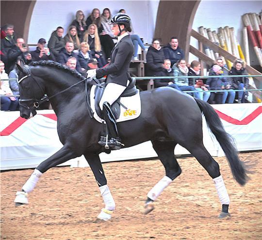 Gut 700 Zuschauer waren in die Dobrock Reithalle gekommen, um die Hengstvorführung zu erleben.