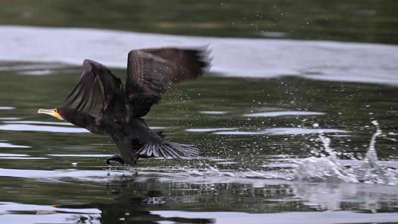 Der Kormoran beschäftigt nun die Bundespolitik Gut ein halbes Kilo Fisch kann der Kormoran laut Experten am Tag verspeisen.