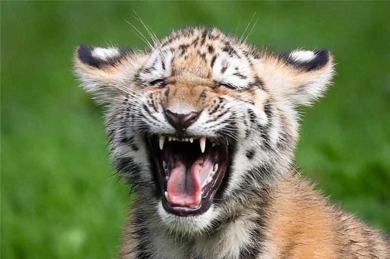 Gut gebrüllt, kleiner Tiger. Foto: Christian Charisius/dpa