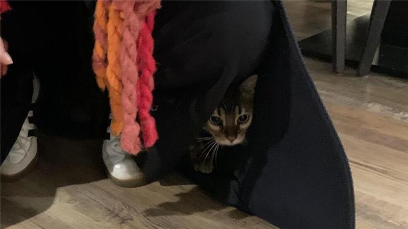 Menü mit Miau: Im Katzentempel treffen Samtpfoten auf Kulinarik Gut versteckt lässt es sich super beobachten.