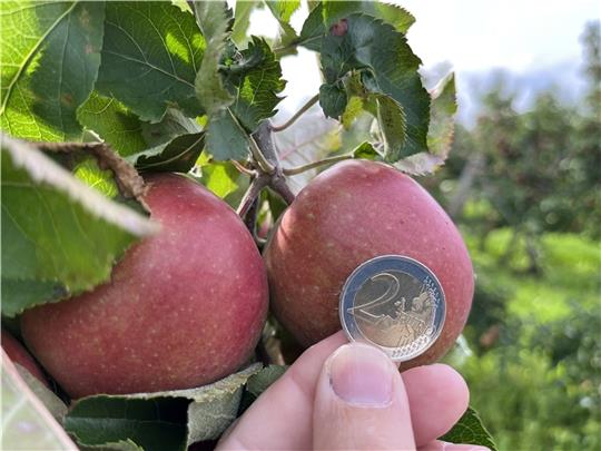 Gute Aussichten für die Obstbauern: Im September sind diese Äpfel erntereif, die Zwei-Euro-Münze verdeutlicht die aktuelle Fruchtgröße. Foto: Vasel
