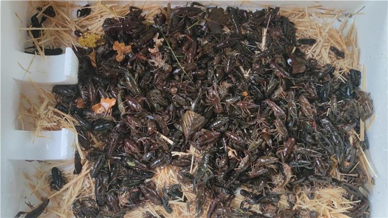 Gute Reise: Von der AVN-Teichanlage werden die seltenen Tiere in mit Stroh gepolsterten Kisten in ihre neue Heimat im Kreis Rotenburg gebracht. Dort sollen sie in einem geschützten Umfeld angesiedelt werden.