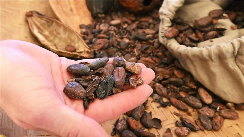 Süßes selbst gemacht: So werden Sie zum Chocolatier Gute Schokolade fängt bei der Wahl der Kakaobohnensorte an.