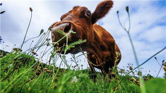 Guten Appetit! Eine Kuh grast auf einer Wiese in Baden-Württemberg.