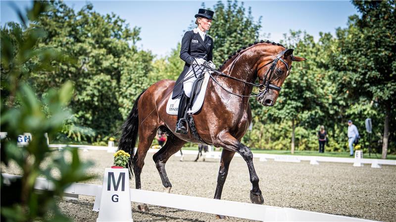 Reiten nach Lehrbuch oder Spektakel: Was beim Reitsport wirklich zählt Gutes Reiten oder die Bewegungen des Pferdes - was ist entscheidend für gute Wertnoten? Foto: Arnd Hartmann