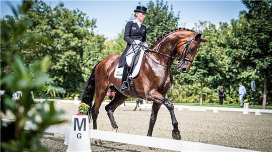 Gutes Reiten oder die Bewegungen des Pferdes - was ist entscheidend für gute Wertnoten? Foto: Arnd Hartmann