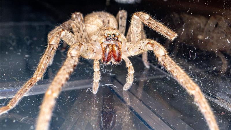 Haarig und ganz schön groß: die Nosferatu-Spinne. (Archivbild)