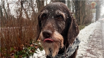„Habe nach dem ganzen Geballere ne Mütze Schlaf nachgeholt. Und der Schnee ist richtig witzig.“Labradoodle "Tante Käthe" am Freitag, 3. Januar 2026.