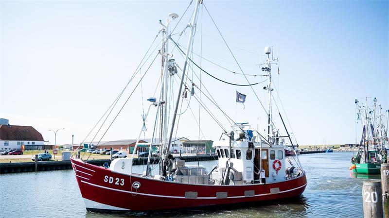 Schwieriges Geschäft: Krabbenfischer will an die Zukunft in Büsum glauben Haben die Krabbenkutter in Büsum eine Zukunft?