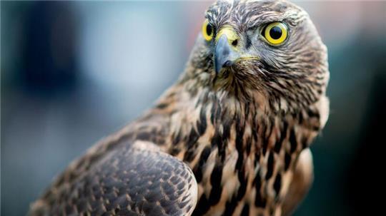 Habichte sind streng geschützte Vögel - dennoch geriet ein Tier in eine illegale Falle. Es musste eingeschläfert werden. (Archivfoto)