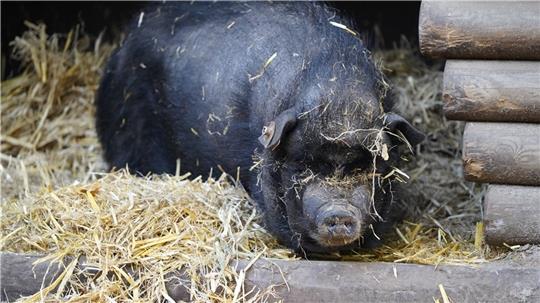 Hängebauchschweine kuscheln im Winter im Stroh. Foto: Wildpark Schwarze Berge