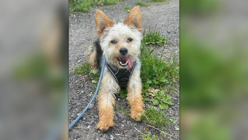 Hätten Sie ihn erkannt? In seinem neuen Zuhause geht es Yorkshire-Terrier-Mischling Egon richtig gut.