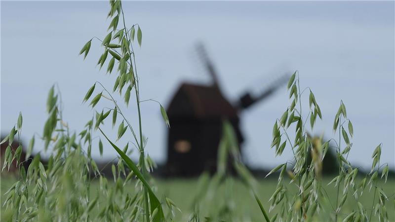 Hafer steht auf einem Feld bei Tiefensee in Nordsachsen unweit einer Windmühle. Am Pfingstmontag wird in Deutschland traditionell der Deutsche Mühlentag begangen.