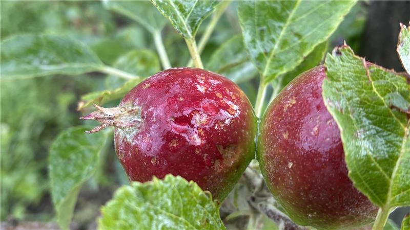 Extremwetter: Hagel richtet Millionenschaden im Alten Land an Hagelschäden auf einer Plantage in Hollern.