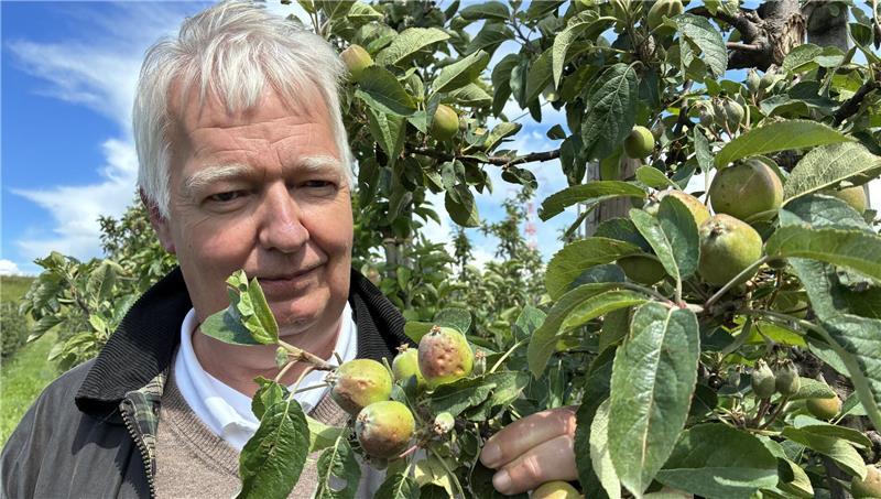 Hagelschlag: Der Bezirksdirektor der Vereinigten Hagel, Peter H. Schemmel, begutachtet die Schäden im Alten Land. Hier ist eine Kanzi-Apfelplantage betroffen.