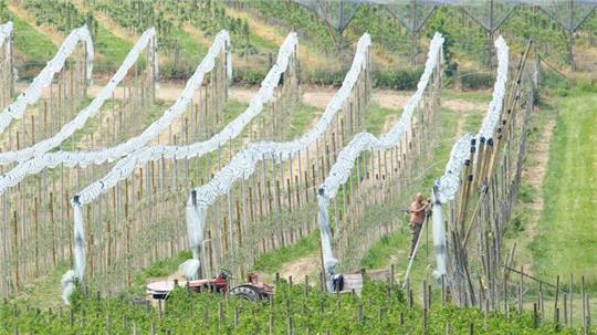 Hagelschutznetze lohnen sich an der Niederelbe nur für teure Clubsorten. Die Obstbauern setzen auf die Versicherungslösung.