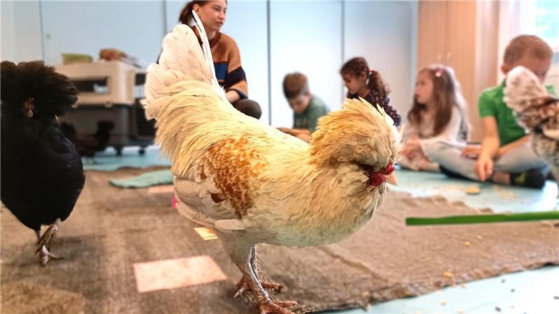 Hahn Galindo lässt durch lautes Krähen alle wissen, wer hier der Boss ist.