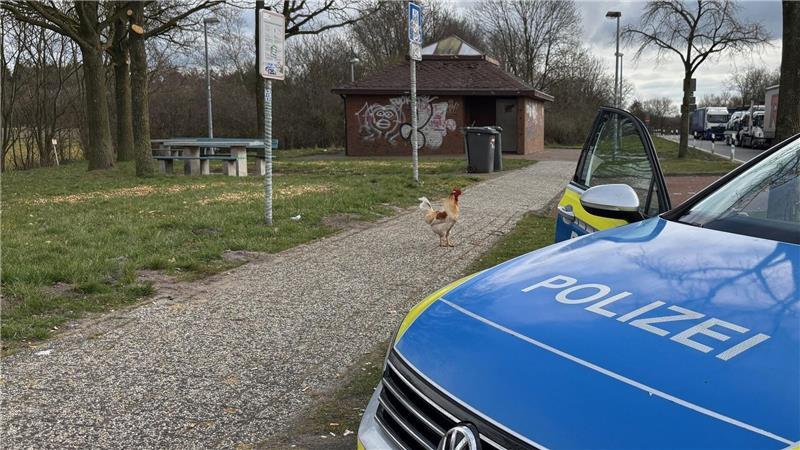 Tierschützer setzen Rastplatz-Hahn Hermann ein Ende Hahn Hermann wurde von privaten Tierrettern eingefangen. (Archivbild)