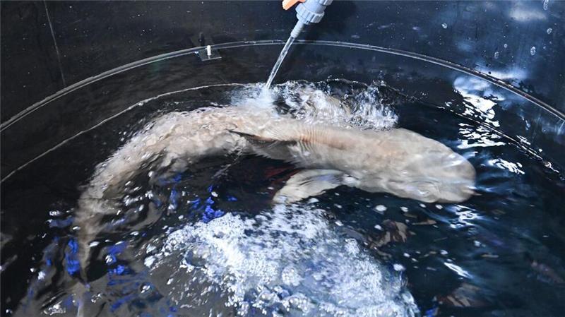 Hai Amadeus ist im Naturkundemuseum angekommen. 