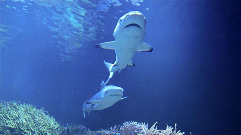 Hai-Dame Karla hat einen Kumpanen bekommen. 