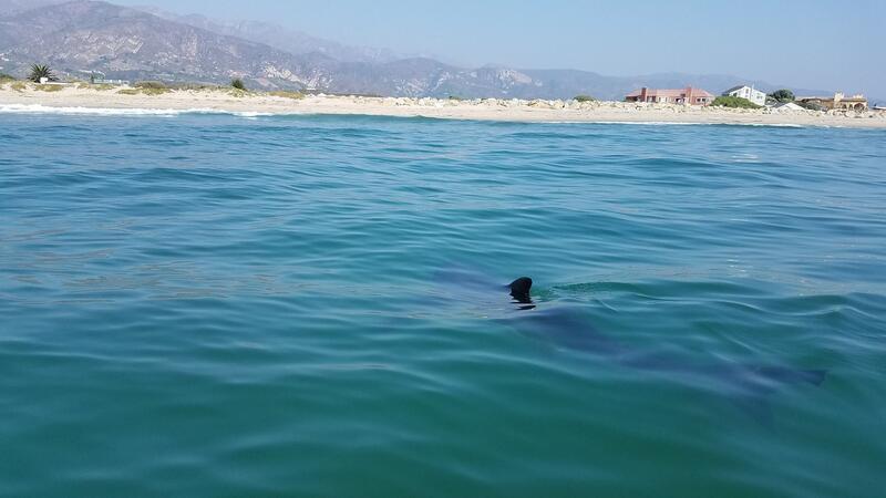 Küsten-Kinderstube: Junge Weiße Haie sind gern nah am Strand Haie sind nach ihrer Geburt direkt auf sich allein gestellt.