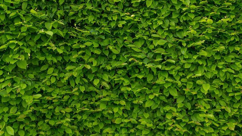 Eine Hainbuchen-Hecke.