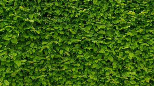 Eine Hainbuchen-Hecke.