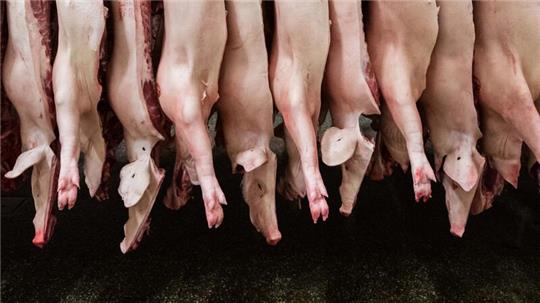 Halbe Schweine hängen in einem Schlachthof an Haken.
