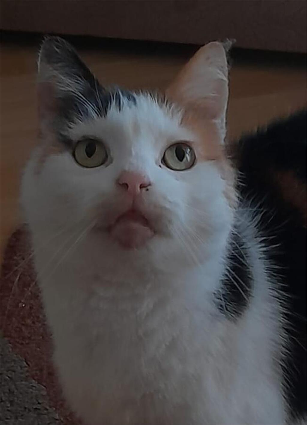 Hallo ich bin die lucy (7) und wohne bei.meiner Familie in Assel