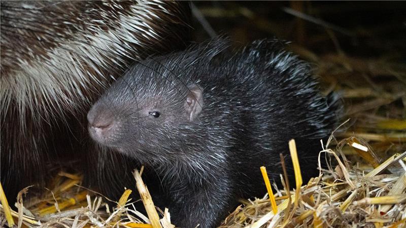 Hallo, kleines Stachelschwein.