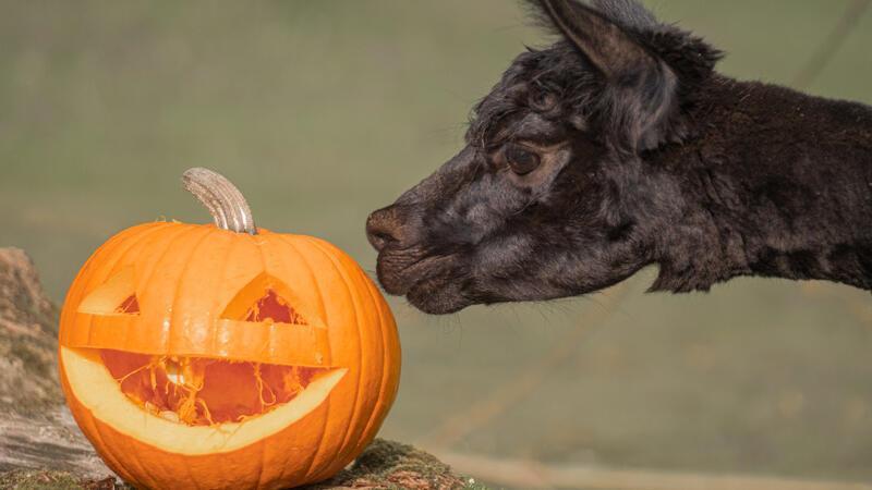 Halloween im Wingster Waldzoo.