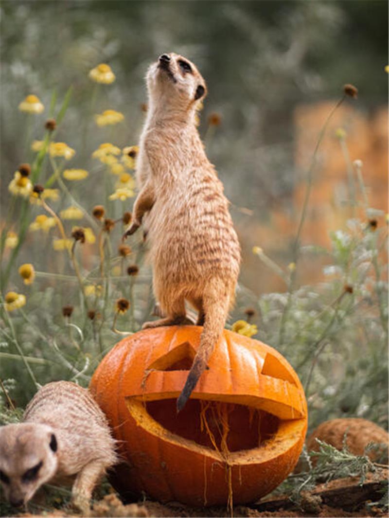 Halloween im Wingster Waldzoo.