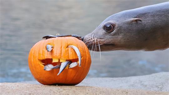 Halloween im Zoo